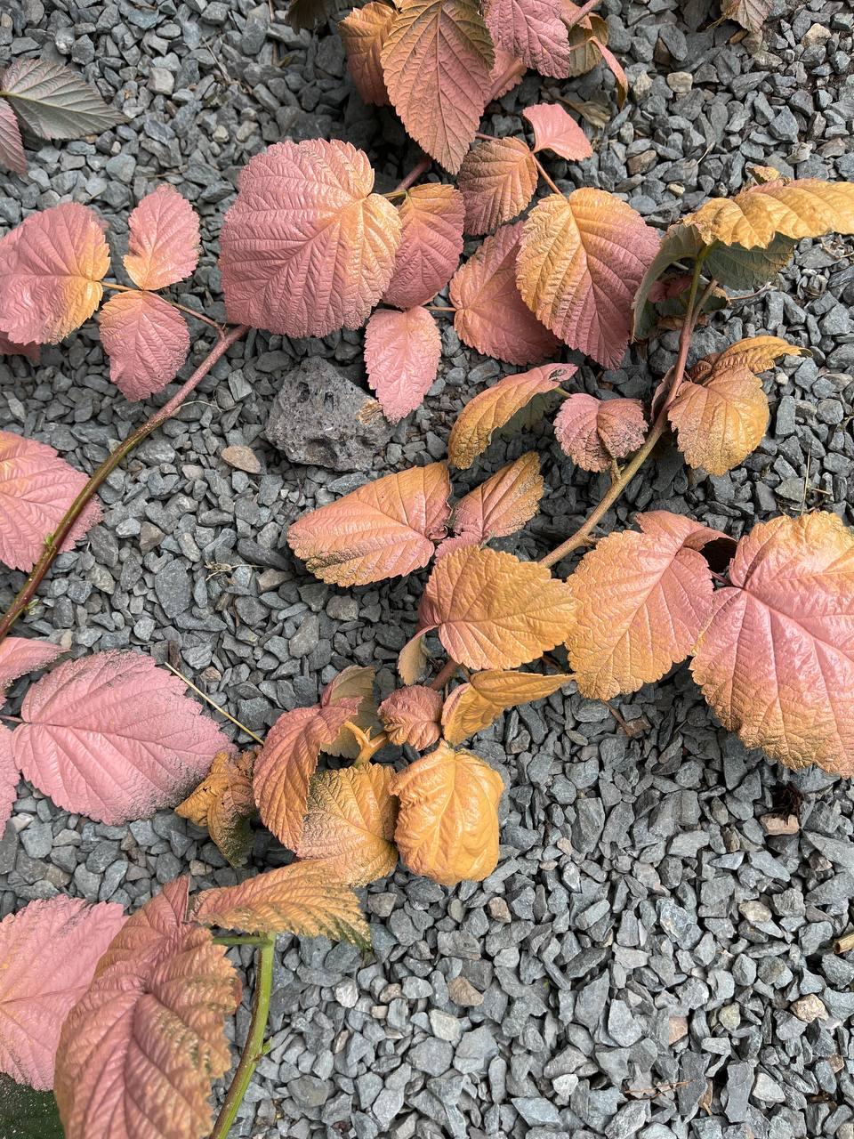 Фото Подсолнухи, малиновые ветки и калиновый цвет: как собрать букет на 1 Сентября в собственном саду 2